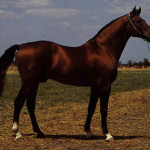 Cavalo Darashouri