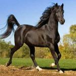 Cavalo Darashouri