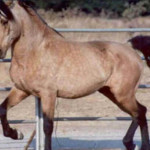 Cavalo Darashouri