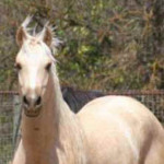 Cavalo Darashouri