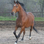 Cavalo de Sela Francesa