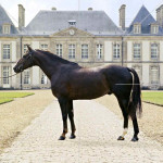 Cavalo de Sela Francesa