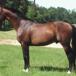Cavalo de Sela Francesa