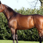 Cavalo de Sela Francesa