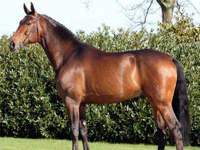 Cavalo de Sela Francesa