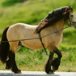 Cavalo Dole