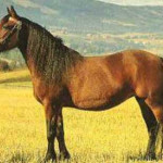 Cavalo Dole