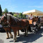 Cavalo Dole