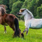 Cavalo Dole