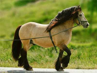 Cavalo Dole