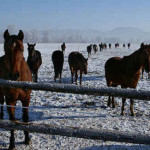 Cavalo Einsieder