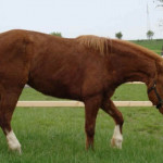 Cavalo Einsieder