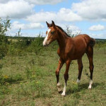 Cavalo Einsieder
