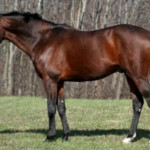 Cavalo Einsieder