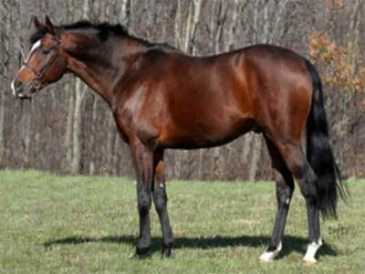 Cavalo Einsieder