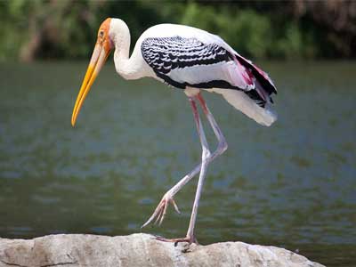Cegonha