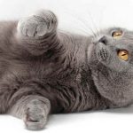 Chartreux