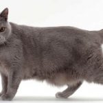 Chartreux