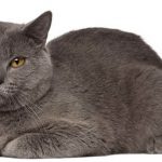 Chartreux