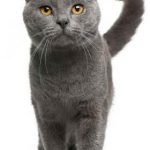 Chartreux