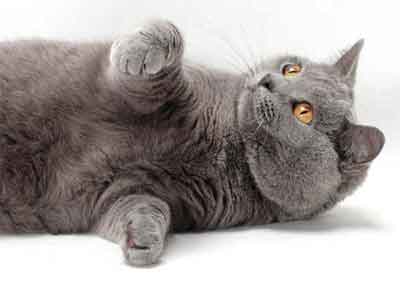 Chartreux