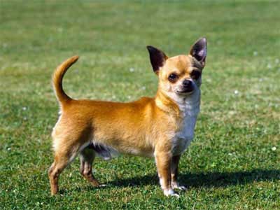 Chihuahua