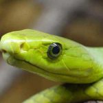 Cobra-mamba-verde