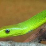 Cobra-mamba-verde