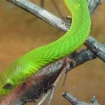 Cobra-mamba-verde