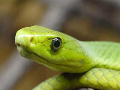 Cobra-mamba-verde