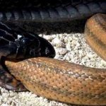 Cobra Muçurana