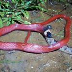 Cobra Muçurana