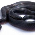 Cobra Muçurana