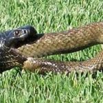 Cobra Muçurana