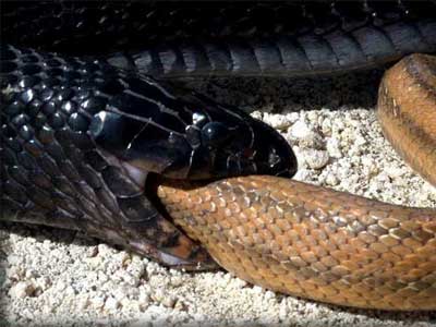 Cobra Muçurana