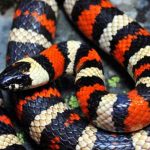 Cobra Rei