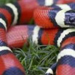 Cobra Rei