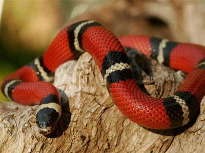 Cobra Rei
