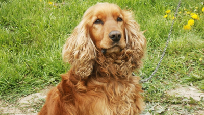 Cocker Spaniel Inglês Cocker Spaniel Inglês