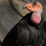 Condor da Califórnia