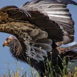 Condor da Califórnia