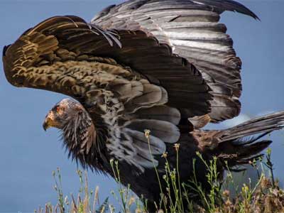Condor da Califórnia