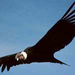 Condor da Califórnia