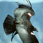 Condor da Califórnia