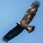Condor da Califórnia