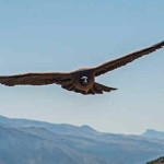 Condor da Califórnia