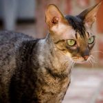 Cornish Rex