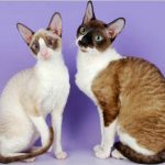 Cornish Rex