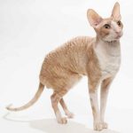 Cornish Rex