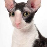 Cornish Rex